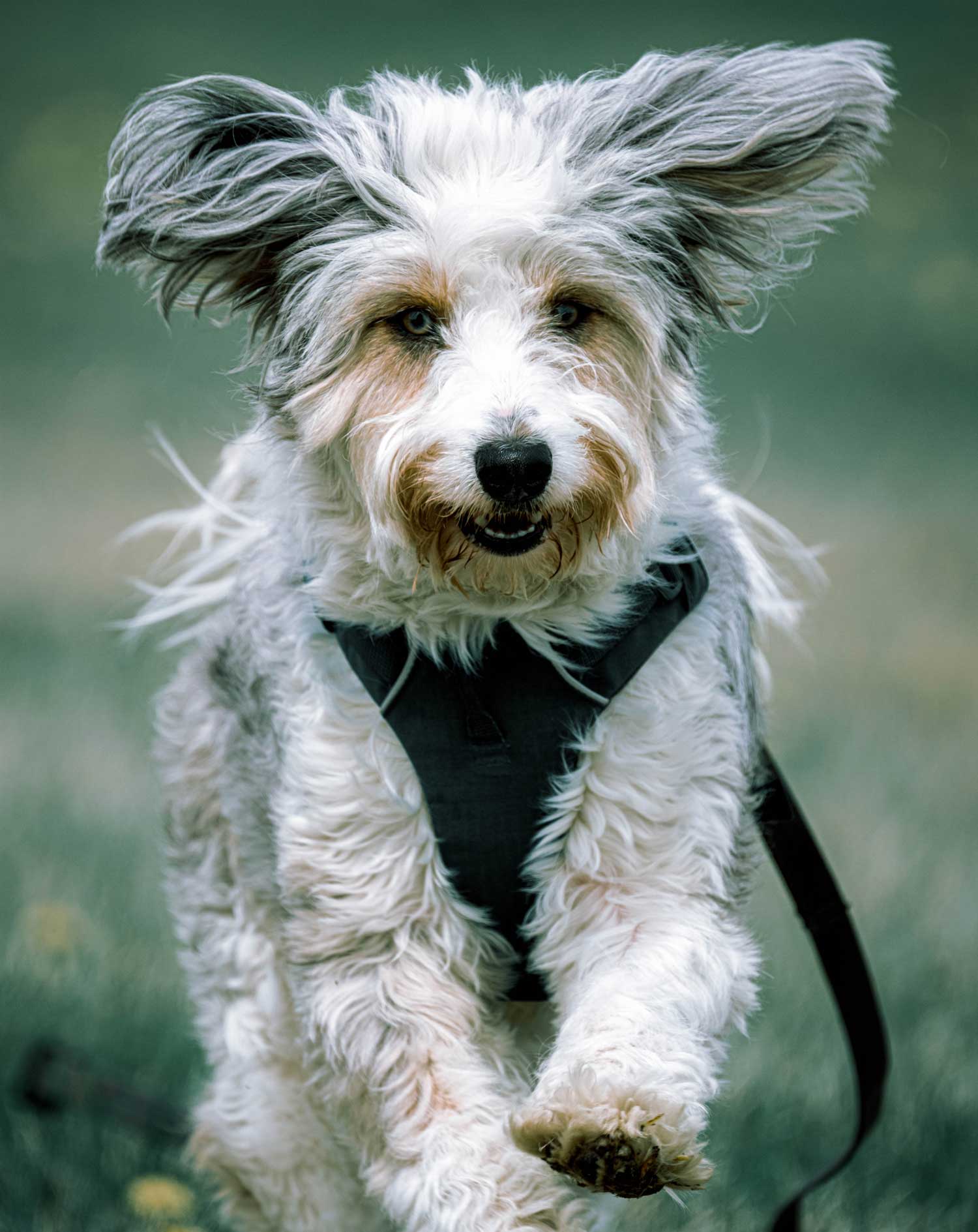 han solo the aussie doodle.